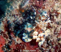 Harlequin Shrimp - I love these guys, they are usually in... by Debbie Marks 